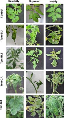 Using Raman spectroscopy for early detection of resistance-breaking strains of tomato spotted wilt orthotospovirus in tomatoes